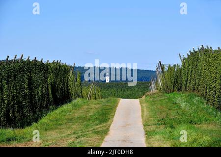 Kirche, Kirchturm, Hopfen, Hopfen reif für die Ernte, Übersicht Hopfengarten, Hopfenfeld, Hopfenreben, Landschaft, Übersicht, Holledau, Hallertau, Oberbayern, Stockfoto