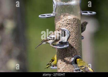 Weiblicher Buchfink Fringilla coelebs, der Samen auf dem Vogelfutterhäuschen West Wales UK frisst Stockfoto