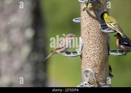 Der weibliche Haussperling Passer domesticus frisst Samen vom Vogelfutterhäuschen West Wales Stockfoto