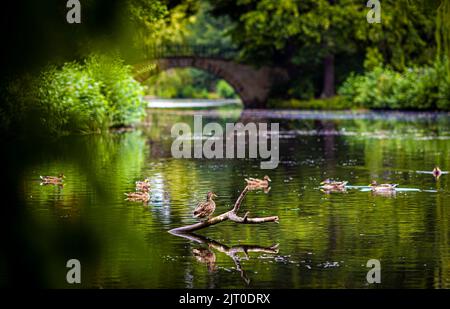 Hannover, Deutschland. 27. August 2022. Bei bewölktem Wetter schwimmen Enten im Wasser eines Teiches im Georgengarten an den Herrenhäuser Gärten. Quelle: Moritz Frankenberg/dpa/Alamy Live News Stockfoto