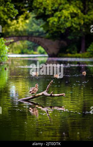 Hannover, Deutschland. 27. August 2022. Bei bewölktem Wetter schwimmen Enten im Wasser eines Teiches im Georgengarten an den Herrenhäuser Gärten. Quelle: Moritz Frankenberg/dpa/Alamy Live News Stockfoto