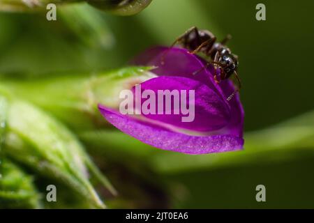 Nahaufnahme der schwarzen Ameise (Lasius niger) auf einer violetten Blume Stockfoto