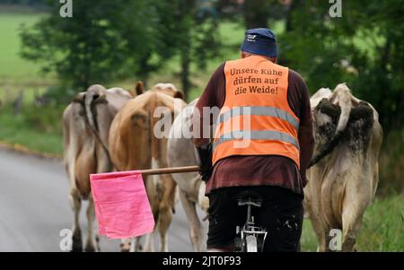 Murmaus, Deutschland. 27. August 2022. Ein Landwirt treibt seine Kühe über die Straße auf die Weide, trägt eine gut sichtbare Weste mit den Worten: „Unsere Kühe dürfen auf die Weide gehen“. Quelle: Angelika Warmuth/dpa/Alamy Live News Stockfoto