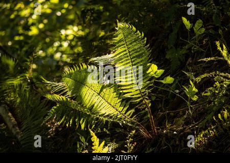 Bracken ist ein primitiver Farn aus der Devon-Zeit. Es kann auf Waldböden gedeihen, die nur unregelmäßig Sonnenlicht erhalten. Stockfoto