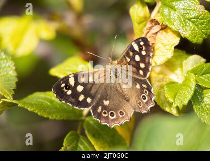 Der gesprenkelte Wald ist ein Schmetterling, der einen Großteil seiner Zeit damit verbringt, Honigtau im Baumkronen der Wälder zu fressen. Stockfoto