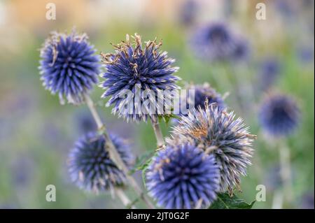 Blue Globe-Thistle in einem Blumenbeet in einem Stadtpark in Norrköping im Sommer in Schweden. Stockfoto