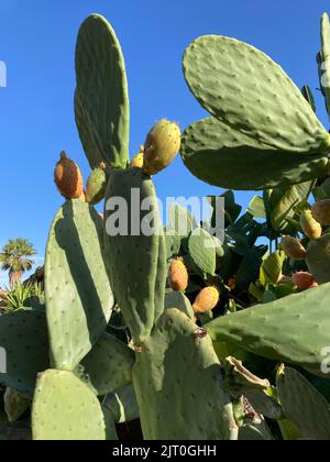 Vertikale Nahaufnahme von Barbaren Feigen, dem Kaktus mit Paddeln und stacheligen Birnenfrüchten im tropischen Garten unter blauem Himmel Stockfoto