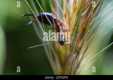 Nahaufnahme der Forficula auricularia (Europäischer Ohrbügel) auf einer Weizenpflanze Stockfoto