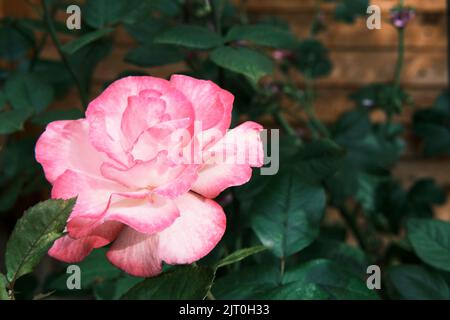 Zarte, frische, weiß-rosa blühende Rosenblüte auf Rosenbusch im botanischen Garten. Stockfoto