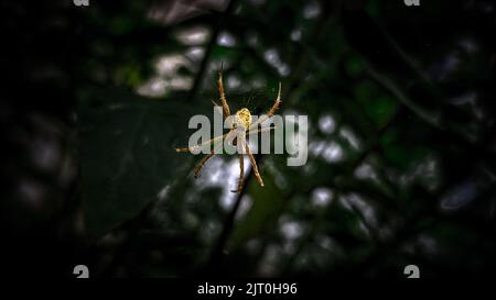 Eine Makroaufnahme einer Argiope anasuja, die auf einem Spinnennetz hängt Stockfoto