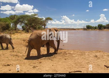 Afrikanischer Elefant (Loxodonta africana) am Fluss Ewaso Nyiro Stockfoto