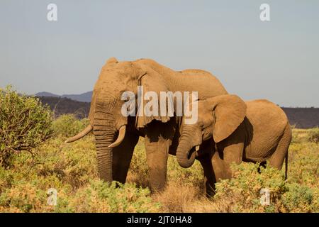 Elefant (Loxodonta africana) Kuh und älteres Kalb Stockfoto