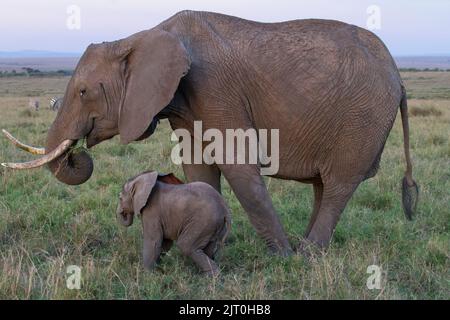 Afrikanischer Elefant (Loxodonta africana) Weibchen mit Kalb der Stamm des Weibchens wurde an der Spitze von einer Schlinge abgetrennt Stockfoto
