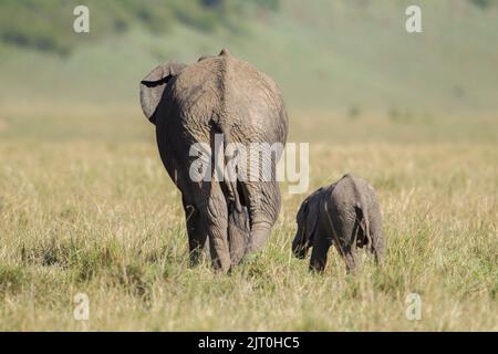 Afrikanischer Elefant (Loxodonta africana) Weibchen mit Kalb, das von der Kamera weggeht Stockfoto