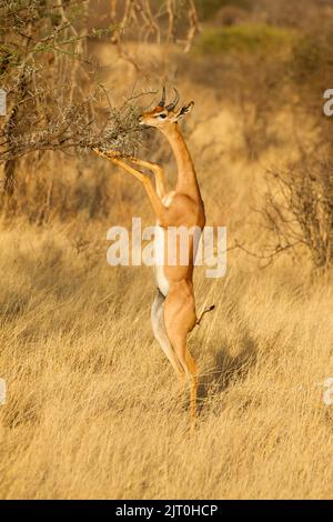 Gerenuk (Litocranius walleri), stehend auf höherer Vegetation zu stöbern Stockfoto