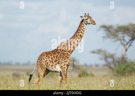Giraffe (Giraffa camelopardalis), Masai-Rennen, Tippelskirchi Stockfoto