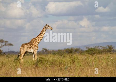 Giraffe (Giraffa camelopardalis), Masai-Rennen, Tippelskirchi Stockfoto