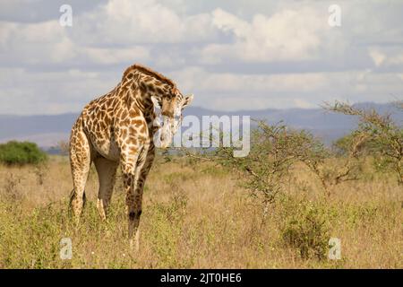 Giraffe (Giraffa camelopardalis), Masai-Rennen, Surfen auf Akazie Stockfoto