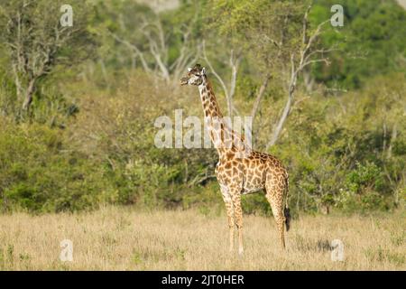 Giraffe (Giraffa camelopardalis), Masai-Rennen, Tippelskirchi Stockfoto
