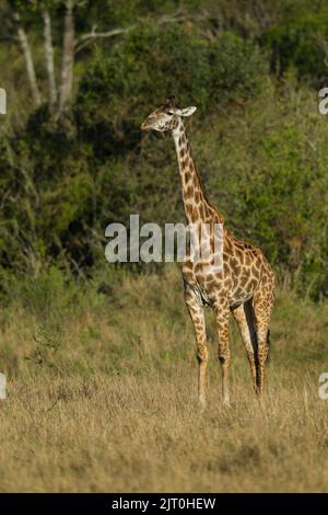 Giraffe (Giraffa camelopardalis), Masai-Rennen, Tippelskirchi Stockfoto