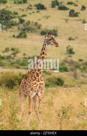 Giraffe (Giraffa camelopardalis), Masai-Rennen, Tippelskirchi Stockfoto