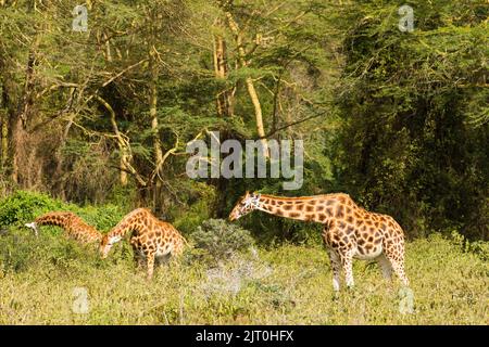 Rothschild-Giraffen (Giraffa camelopardalis rothchildi), die zwischen gelben Akazienbäumen stöbern Stockfoto