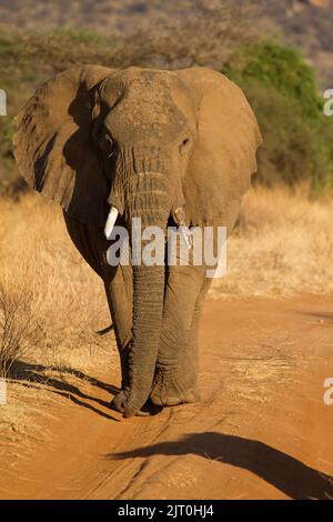 Afrikanischer Elefant (Loxodonta africana), der in Richtung Kamera geht Stockfoto