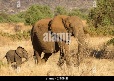 Afrikanischer Elefant (Loxodonta africana) Weibchen mit Kalb Stockfoto
