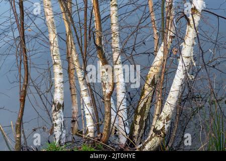 Eine Nahaufnahme von dünnen Baumstämmen vor dem blauen Himmel Stockfoto