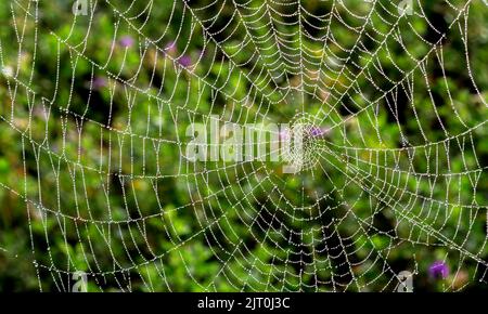 Spinnennetz oder Spinnennetz natürlichen regen Muster Hintergrund Nahaufnahme. Spinnennetz mit Regentropfen vor grünem Hintergrund. Spinnennetz-Textur mit Morn Stockfoto