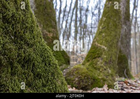 Moosig ausladende Baumstämme tief im Bergwald Stockfoto