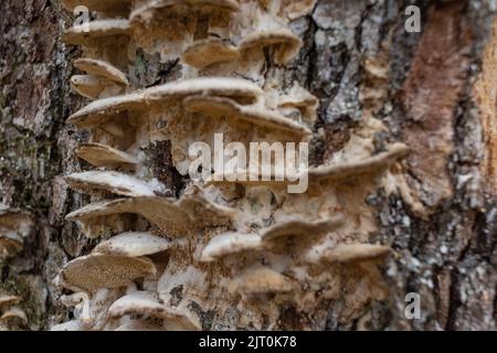 Großer parasitärer Pilz, der auf Baumstämmen wächst. Zunder-Pilz, Hufpilz, Zunder-Conk, Zunder-Polypore oder Eismann-Pilz Stockfoto