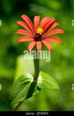 Tiny Zinnia leptopoda Flower Zinnia peruviana einzelne Blume, grüner Hintergrund, peruanische Zinnia blüht Stockfoto