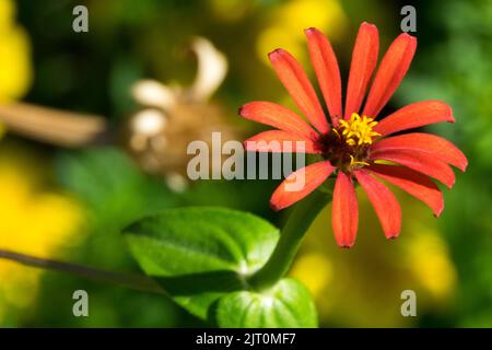 Zinnia peruviana Blume peruanische Zinnia Stockfoto