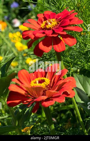 Rote Zinnia elegans blüht, Blütenköpfe Stockfoto