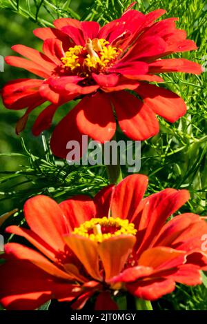 Zwei rote Zinnia elegans Blumen Rote Blütenblätter und ein gelbes Zentrum Grüner Hintergrund Stockfoto