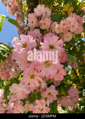 Eine vertikale Aufnahme von Clair-Matinrosen Stockfoto