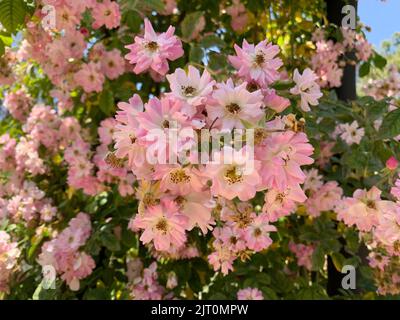 Eine Nahaufnahme von Clair-Matinrosen Stockfoto