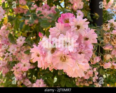 Eine Nahaufnahme einer Clair-Matinrose Stockfoto