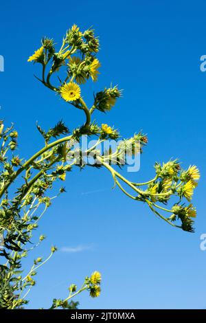 Compass Plant, Silphium laciniatum, hohe Gartenpflanzen Stockfoto