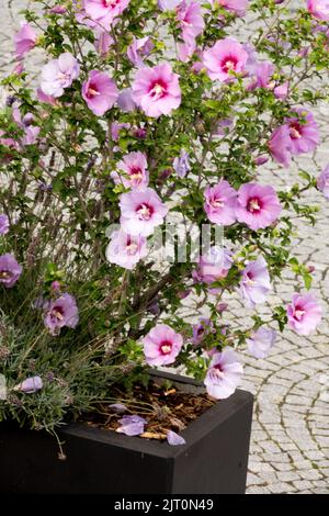 Blühende Sträucher Hibiscus syriacus „Aphrodite“ Behälter Rosa Rosen von Sharon blühende Blumen blühende Sträucher im Topf Althea Blossoms Hardy Hibiscus Stockfoto