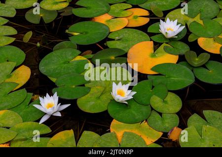 Farbenprächtige Seerosen (Nymphaeaceae sp.), die in einem Teich an der neu restaurierten "Newt in Somerset' Garten und Hotel, nr Bruton, England, Großbritannien Stockfoto