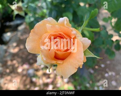 Eine Nahaufnahme einer blassen orangefarbenen Rose im Garten. Stockfoto