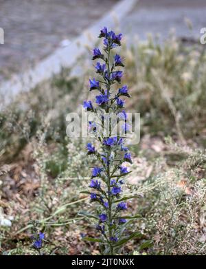 Eine vertikale Nahaufnahme von Echium vulgare, bekannt als Viper's bugloss und blueweed. Stockfoto