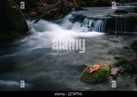 Das Wasser, das durch die Felsen im Flussbett von Kytserov fließt, erzeugt kleine Kaskaden um die Ufer, die mit bunten Herbstblättern bedeckt sind. Autu Stockfoto