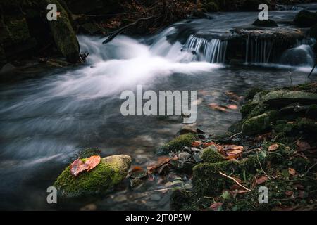 Das Wasser, das durch die Felsen im Flussbett von Kytserov fließt, erzeugt kleine Kaskaden um die Ufer, die mit bunten Herbstblättern bedeckt sind. Autu Stockfoto