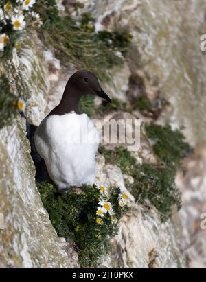 Porträt eines gemeinen Guillemot (Uria Aalge), der mit Gänseblümchen an einem Felsrand thront, Großbritannien. Stockfoto