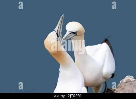 Nahaufnahme von Bonding Northern Tonnets (Morus bassana) auf einer Klippe an der Nordsee, Bempton Cliffs, Großbritannien. Stockfoto