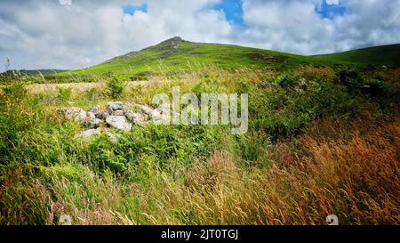 Traditionelle kornische Hecke, Penwith, Cornwall, Großbritannien - John Gollop Stockfoto