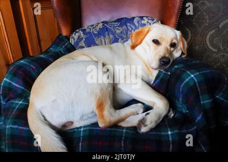 Gelbes labrador Retriever Faulenzen in einem bequemen Sessel - John Gollop Stockfoto